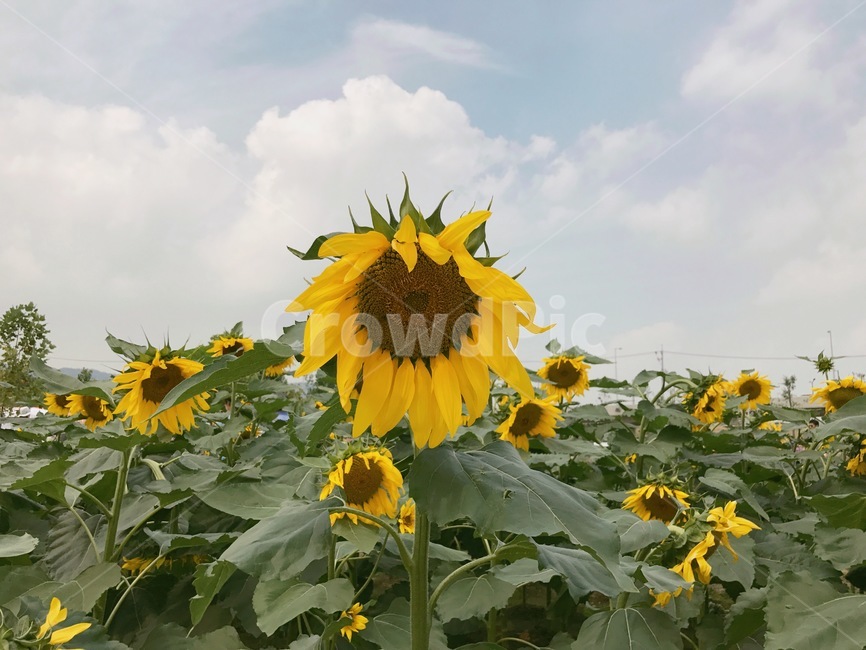 꽃,해바라기,자연,flower,sunflower