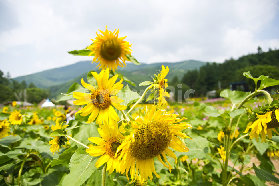 해바라기,꽃밭,태백,여름,꽃,flower,노란꽃,nature