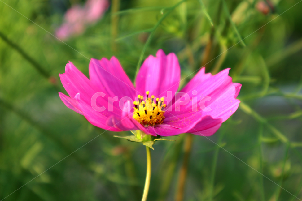 코스모스,꽃,식물,분홍꽃,flower,가을,계절,fall,autumn,season,식물,자연,plants,nature,꽃,flower,plant,petal,꽃잎,blossom