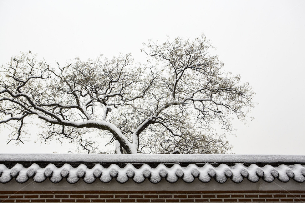 담벼락,설경,눈꽃,풍경,고궁,겨울,계절,winter,season,한국전통,한국문화,korean traditional,korean culture,식물,자연,plants,nature,나무,trees,wood,건축물,건물외관,exterior,building,structure,architecture,construction