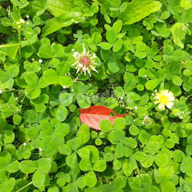 leaf,plant,잎,식물,pottedplant,planter,파종기,herbs,허브,herbal,허벌,웃음,스마일,smile