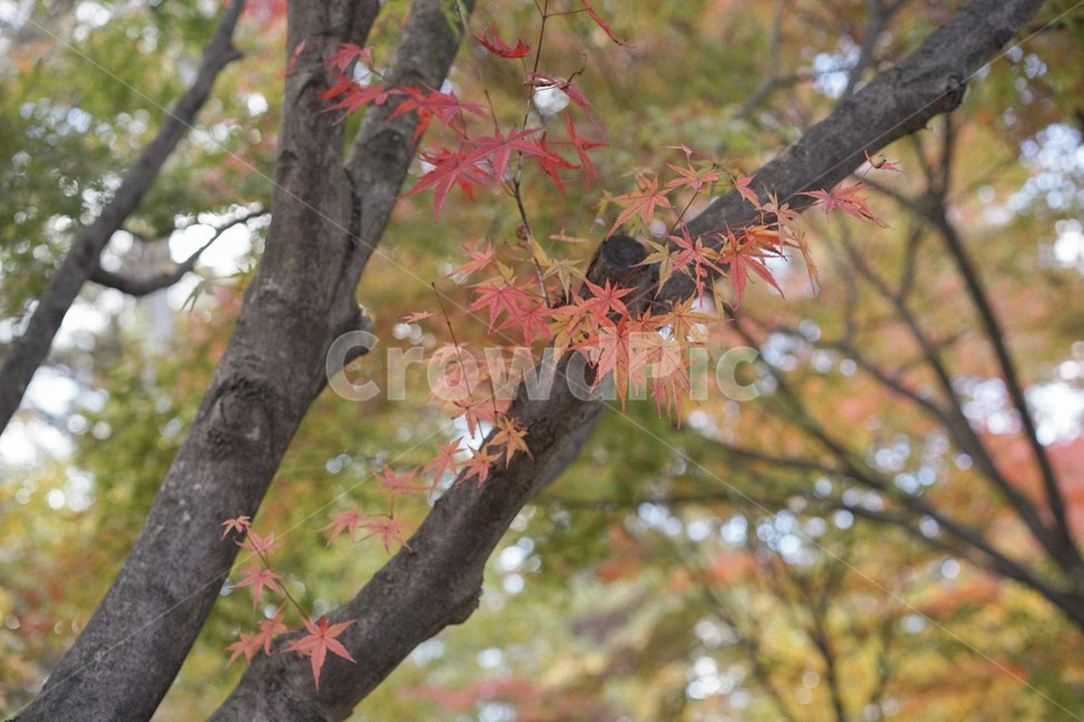 가을,단풍,낙엽,메이플,fall,단풍나무,가을,계절,fall,autumn,season,plant,식물,leaf,잎,tree,나무