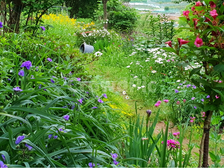 정원,꽃밭,flower,네추럴가든,natural,자연,초록,여름꽃,병꽃,자주달개비,샤스타데이지,금계국,배경,배경이미지,배경화면,자연,풍경,nature,landscape,plant,식물,outdoors,옥외,pottery,도기류,potted plant,화분,jar,항아리,꽃,iris,아이리스,blossom,garden,geranium,제라늄