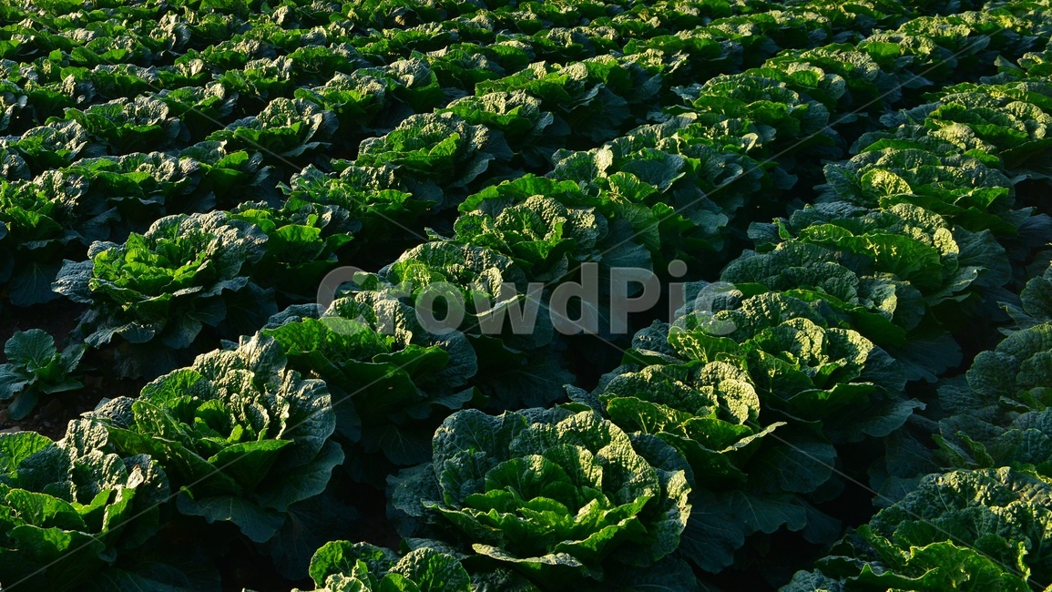 plant,식물,leaf,잎,배추,배추밭,김장김치,고랭지배추밭,농업,농사,경작,영농,고랭지배추,농업,농사,agriculture,farming,farming industry