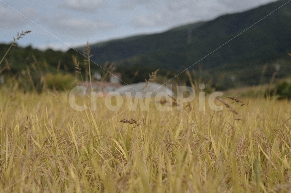 풍경,가을,감성,사진,벼,시골,마을,풍경,landscape,country,rural,town,식물,자연,plants,nature,감성,sensible,feeling