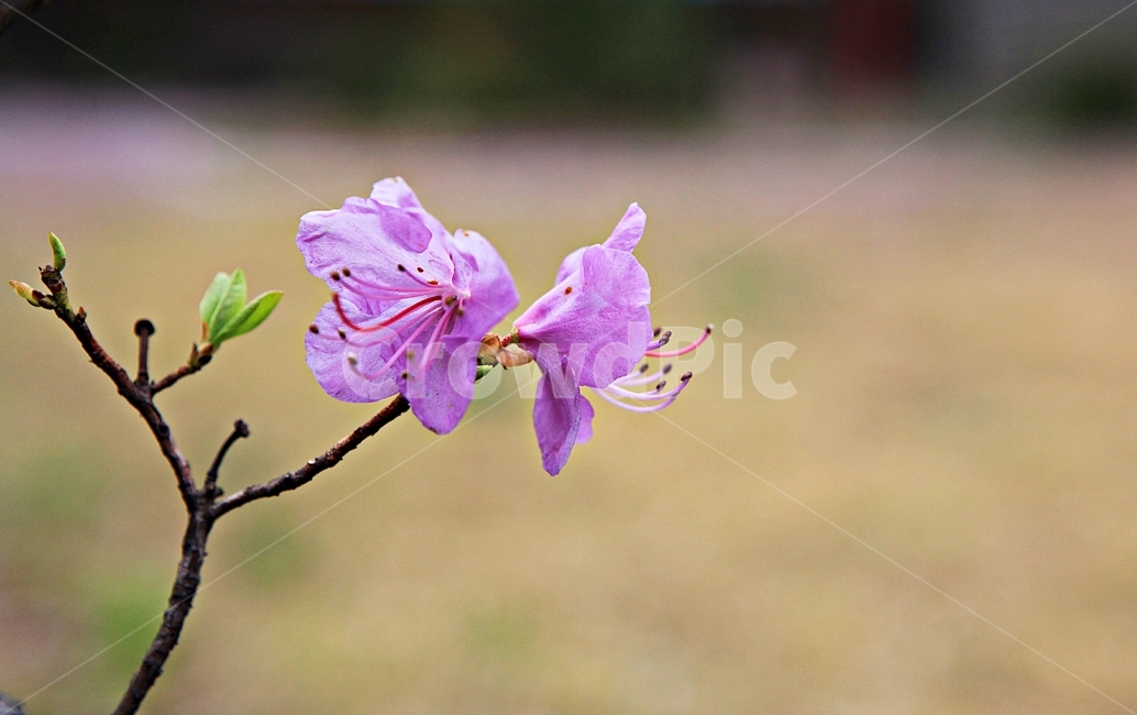 진달래,꽃,봄꽃,공원,자연,배경,봄,계절,spring,season,식물,자연,plants,nature,꽃,flower,plant,blossom,geranium,제라늄