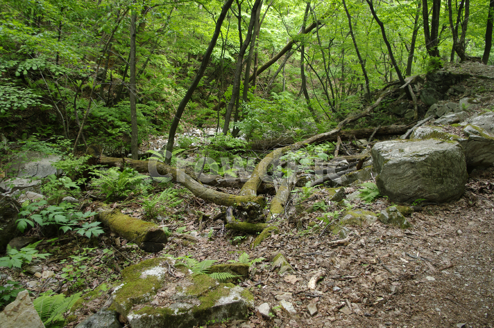 숲,풍경,나무,식물,초록,바위,자연,풍경,nature,landscape,ground,바닥