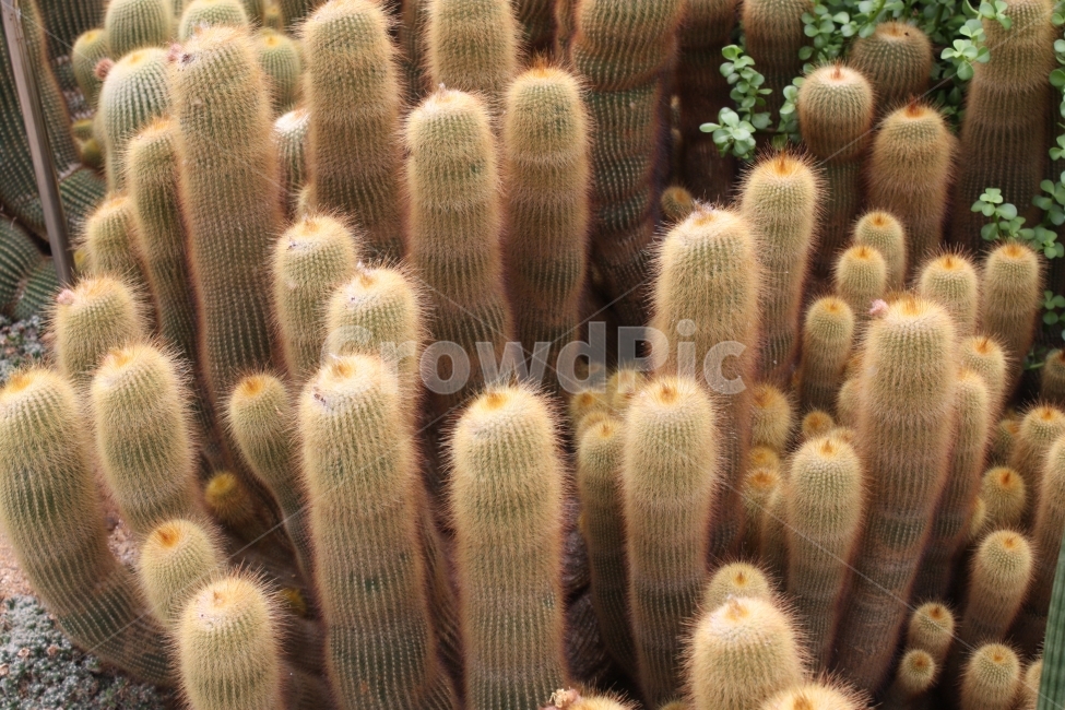 선인장,가시,식물,초록,갈색,식물,자연,plants,nature