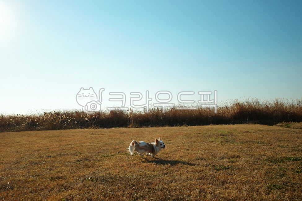 mixed dog,offleash,nature,reed field,Field,field,puppy,foxlike,grass,pet dog,dog,border collie,walk