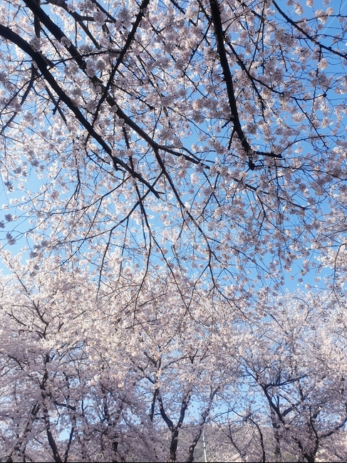 plant,식물,나무,tree,봄,꽃,봄,계절,spring,season