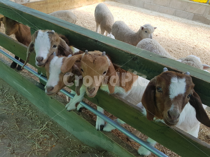 동물,염소,귀여운,동물농장,양,동물,animal,포유류,mammal,산업,industry,industrial,목축업,목장,livestock farming,ranching,pasture