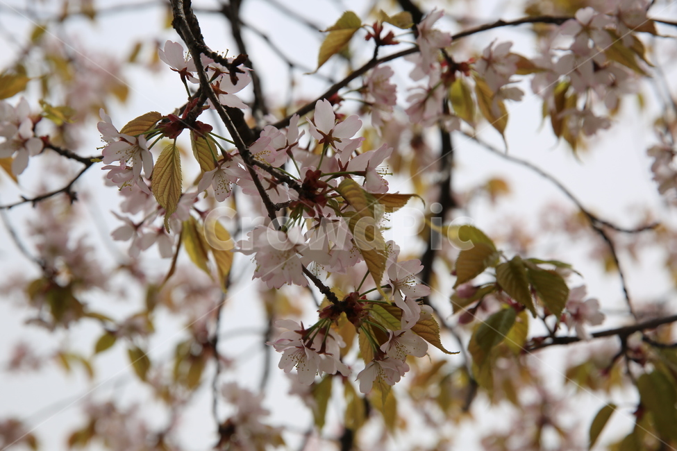 꽃,나무,봄,일상,풍경,감성,계절,spring,season,식물,자연,plants,nature,flower,흰색,흰곷,맑은,선명,봄,계절,spring,season,식물,자연,plants,nature,꽃,flower,plant