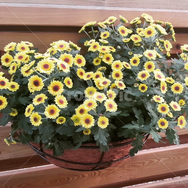 국화,노란국화,노란꽃,꽃,식물,식물,자연,plants,nature,꽃,flower,실내용화초,화분,화초,house plant