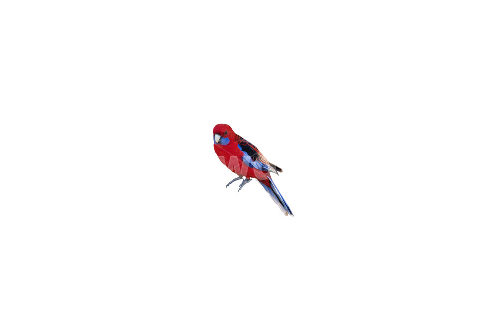 앵무새,새,조류,parrot,bird,isolated,화려한,화려함,야생,깃털,부리,colorful,color,동물,animal,조류,새,birds,누끼,remove background