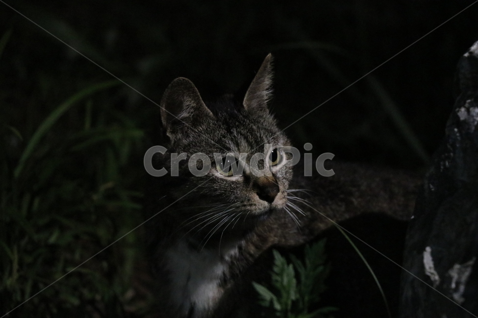 고양이,밤,분위기,검은,귀여움,동물,animal,포유류,mammal,고양이,cat,kitten,kitty
