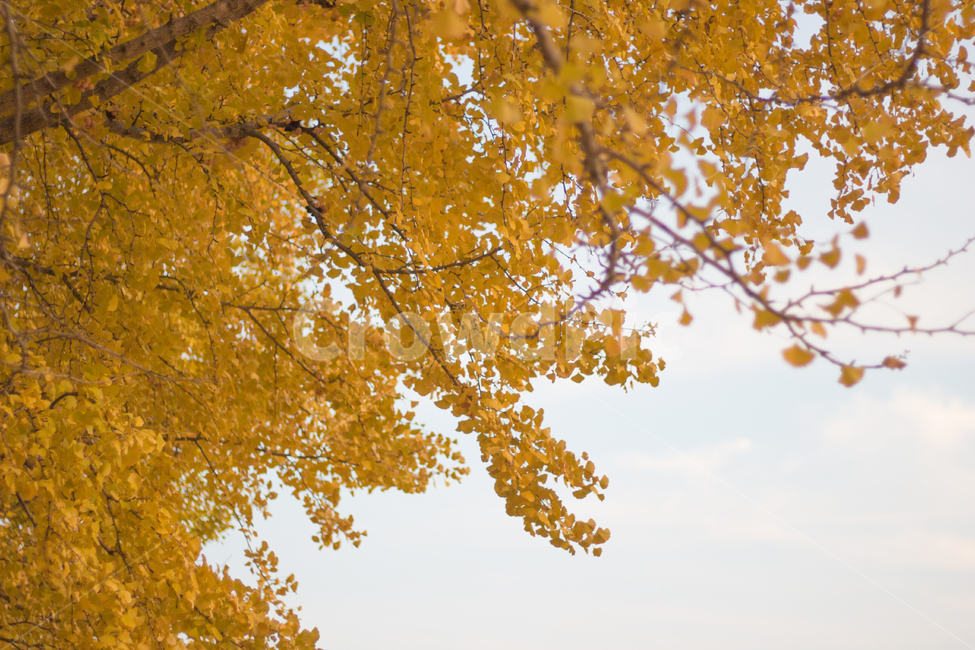 은행나무,은행잎,가을,자연,autumn,fall,ginkgo,yellow,은행,가을,계절,fall,autumn,season,tree,나무,plant,식물