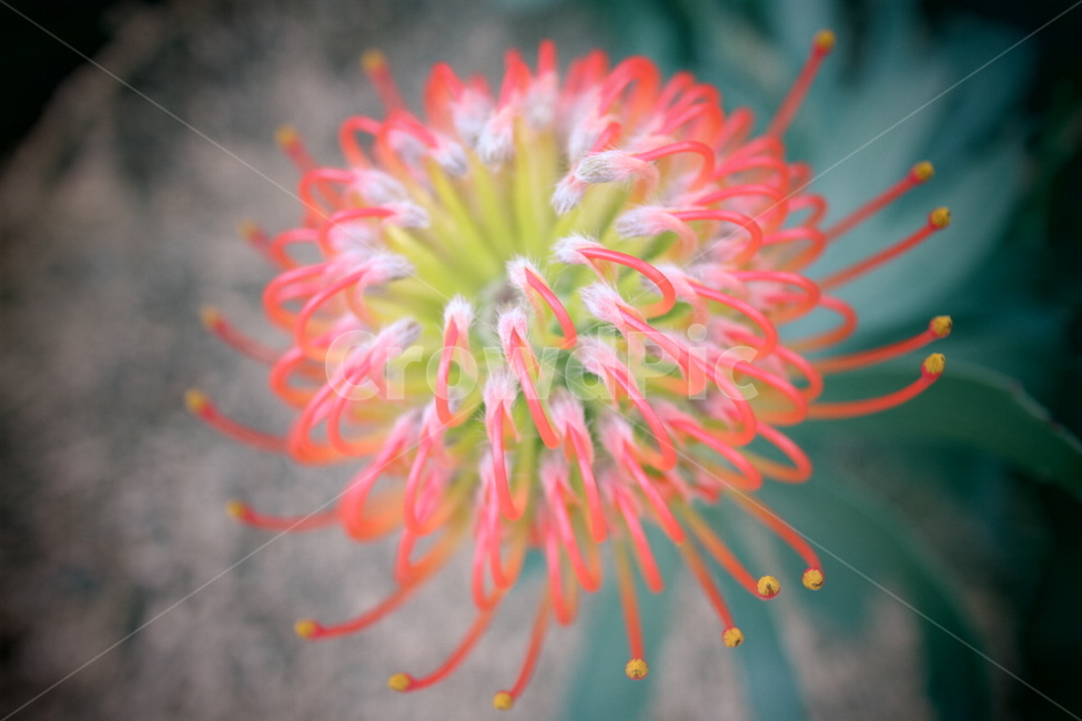 몽환적,꽃,한택식물원,열대식물,편안함,식물,자연,plants,nature,꽃,flower