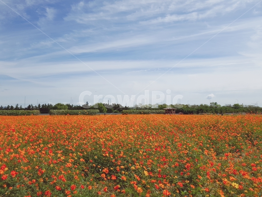 하늘,맑은,꽃밭,수평선,구름,배경화면,풍경,자연,풍경,nature,landscape,field,들,outdoors,옥외,grassland,목초지