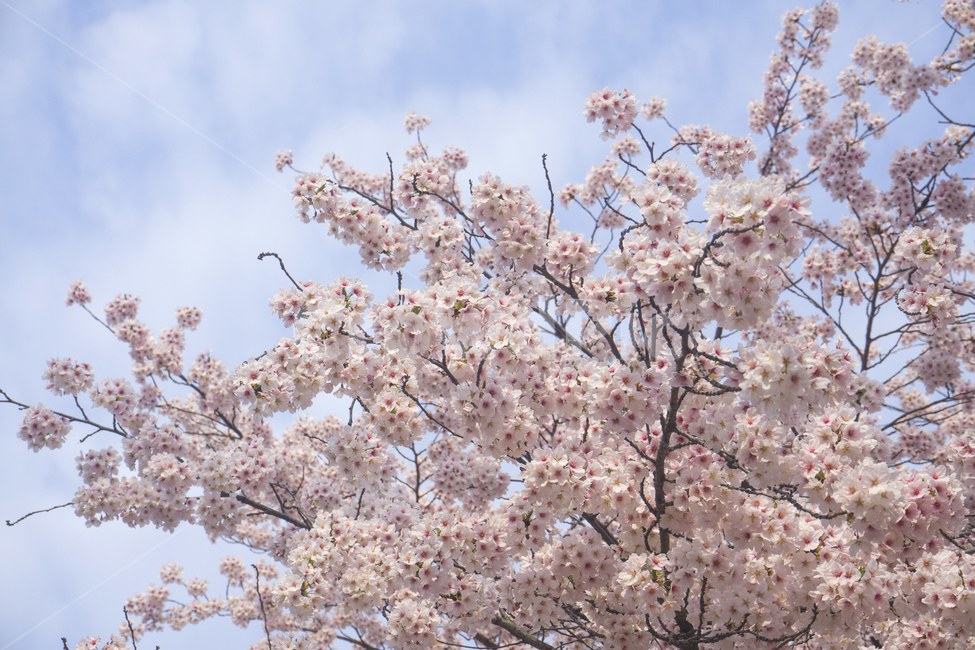 벚꽃,봄,봄꽃,핑크,자연,벚나무,계절,식물,봄,계절,spring,season,plant,blossom,꽃,flower