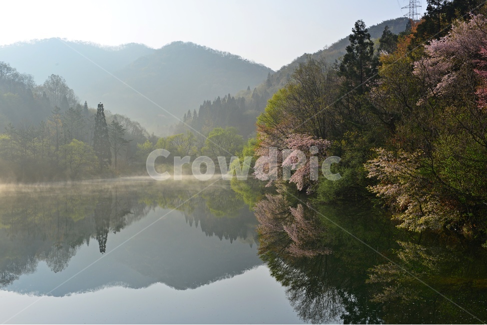 전남,화순,세량지,세량제,저수지,벚꽃,산벚꽃,봄,계절,반영,물안개,여명,아침,nature,자연,outdoors,옥외,water,물,plant,식물,fir,전나무,tree,나무,weather,날씨,경치,경관,풍경