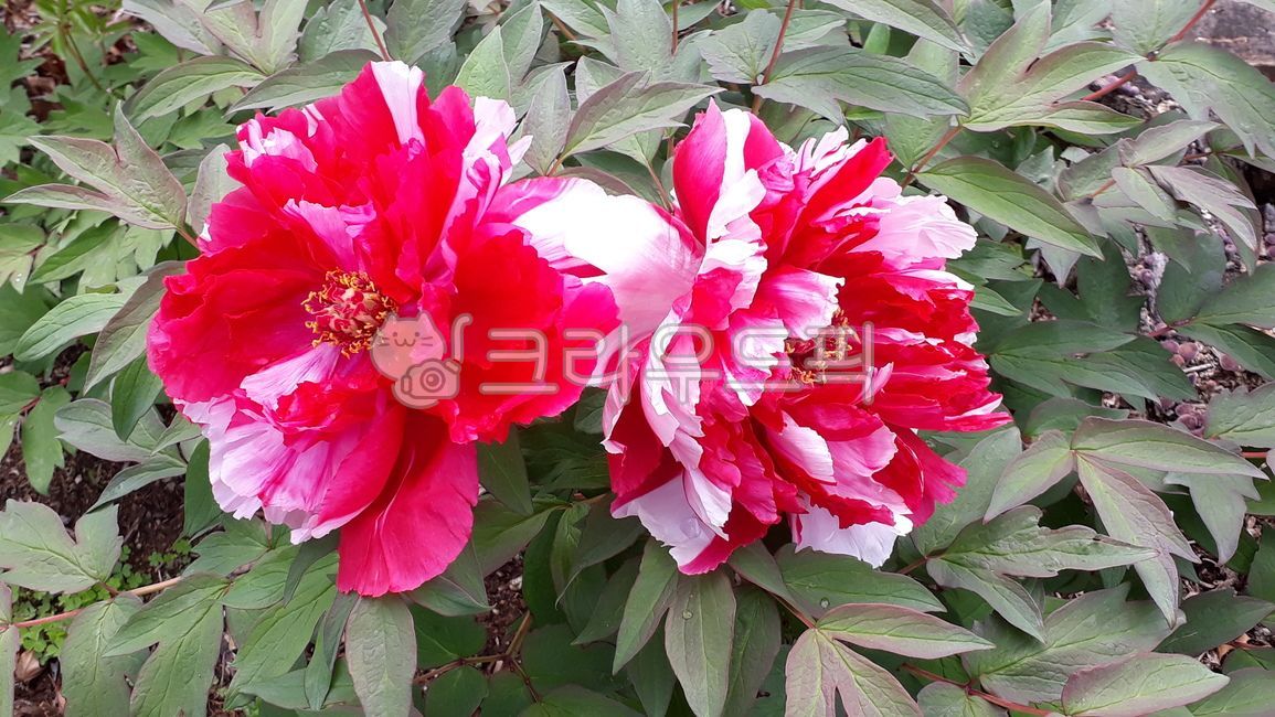 빨강,얼룩무늬,식물,봄,꽃,모란,flower