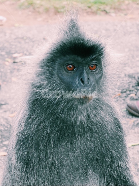 야생동물,포유류,동물,원숭이,wildlife,mammal,animal,monkey