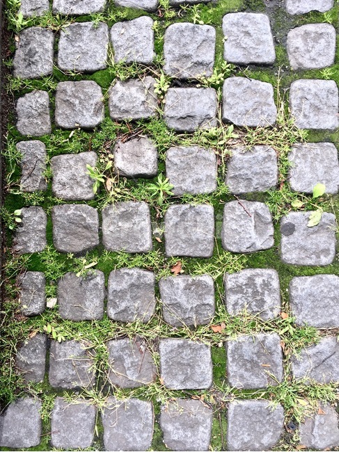 도시,패턴,보도블럭,무늬,길,규칙적인,식물,자연,plants,nature,텍스처,질감,패턴,texture,pattern