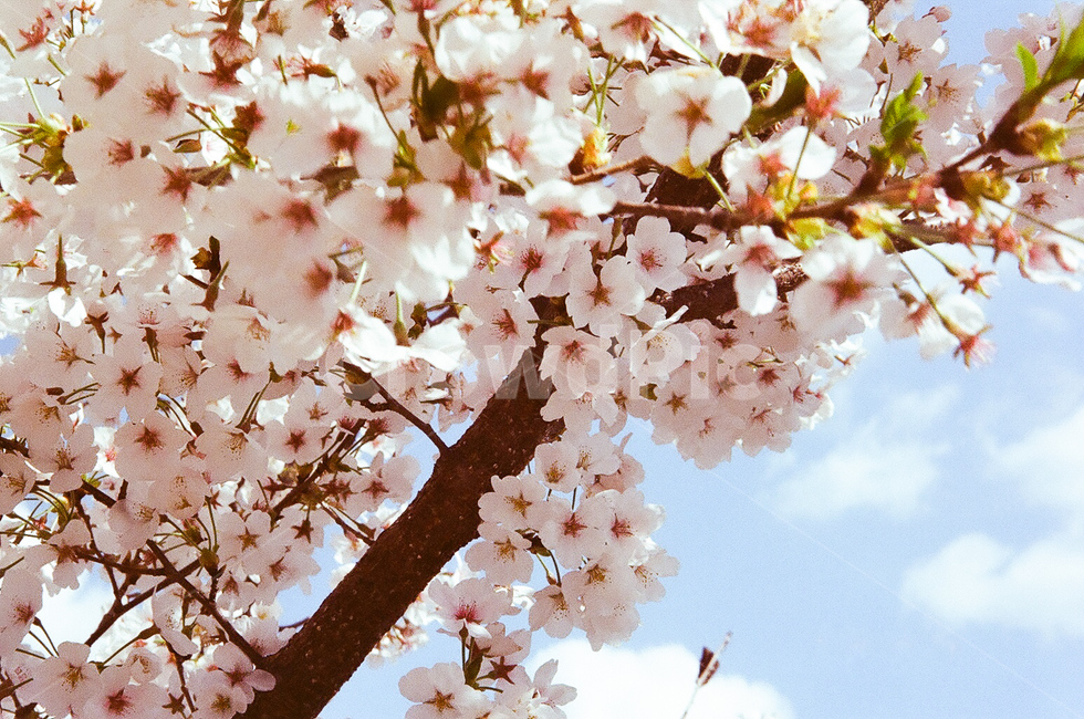 cherryblossom,벚꽃,spring,봄,봄날,꽃,blossom,flower,꽃,flower,나무,trees,wood