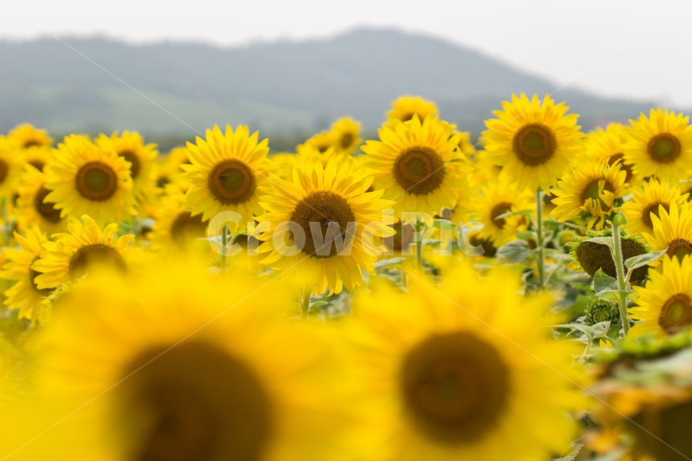 해바라기,해바라기밭,노란꽃,sunflower,자연,풍경,flower,꽃,식물,자연,plants,nature,꽃,flower
