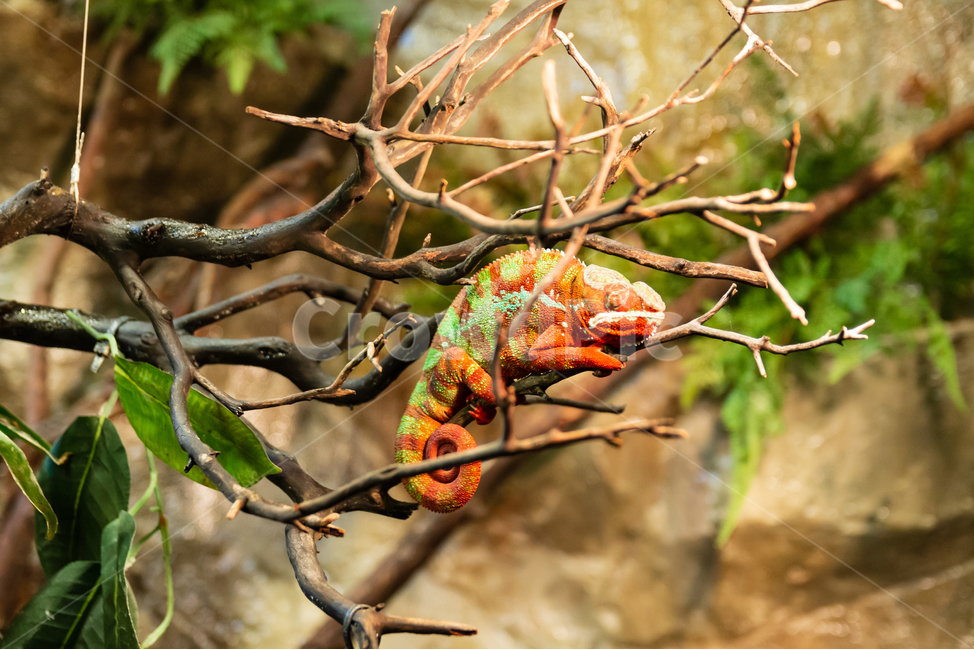 discoloration,forest,chameleon,green,color,nature,Africa,reptile,wild animals,branch,red,exotic animals,tropics,animal,Zoo,lizard,wild,colorful