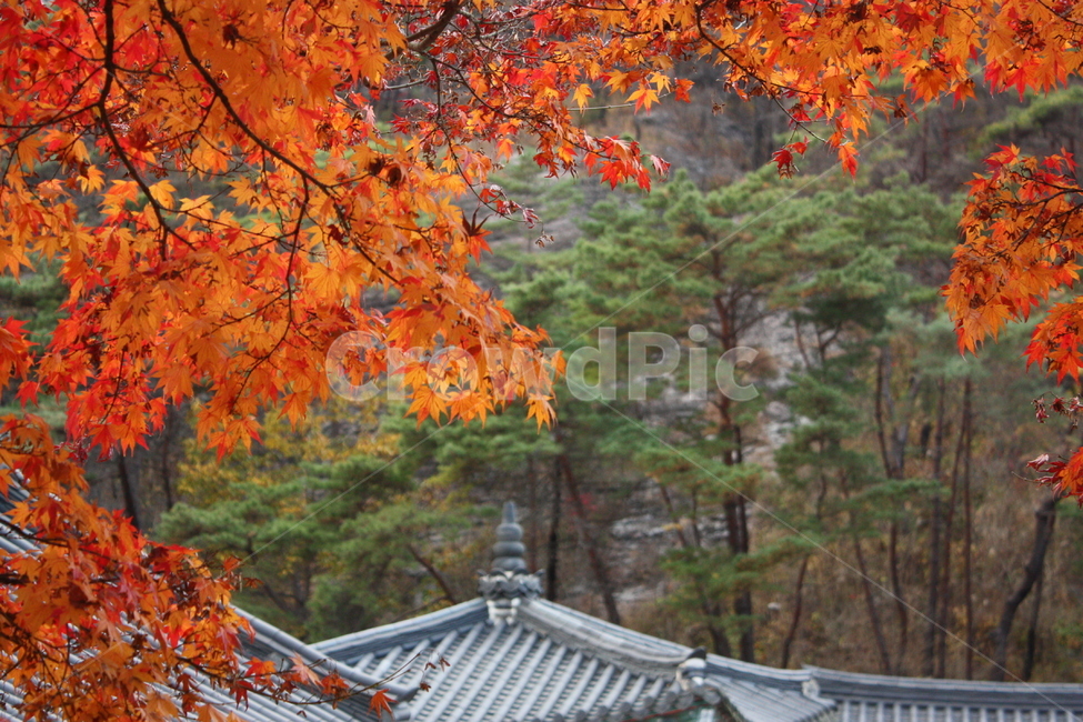 가을,단풍,사찰,붉은색,풍경