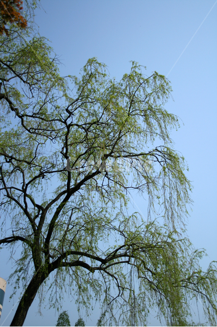 나무,하늘,tree,sky,감성,spring,공원,풍경,식물,새싹,잎,초록,식물,자연,plants,nature,나무,trees,wood