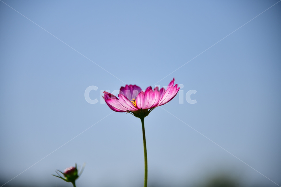 코스모스,가을,자연,꽃,꽃잎,식물,plant,plower,가을,계절,fall,autumn,season,식물,자연,plants,nature,꽃,flower,blossom,petal