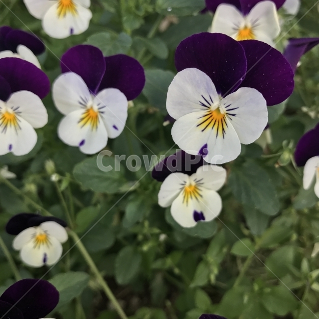 팬지,펜지,삼색제비꽃,비올라,Panjy,Pansy,Viola,원예종,원예화,제비꽃과,한해살이풀,Unqualified,식용,식재,폴리페놀,플라보노이드,노화예방,약용,약재,항산화작용,식물,꽃,Flower,식물,자연,plants,nature,꽃,flower