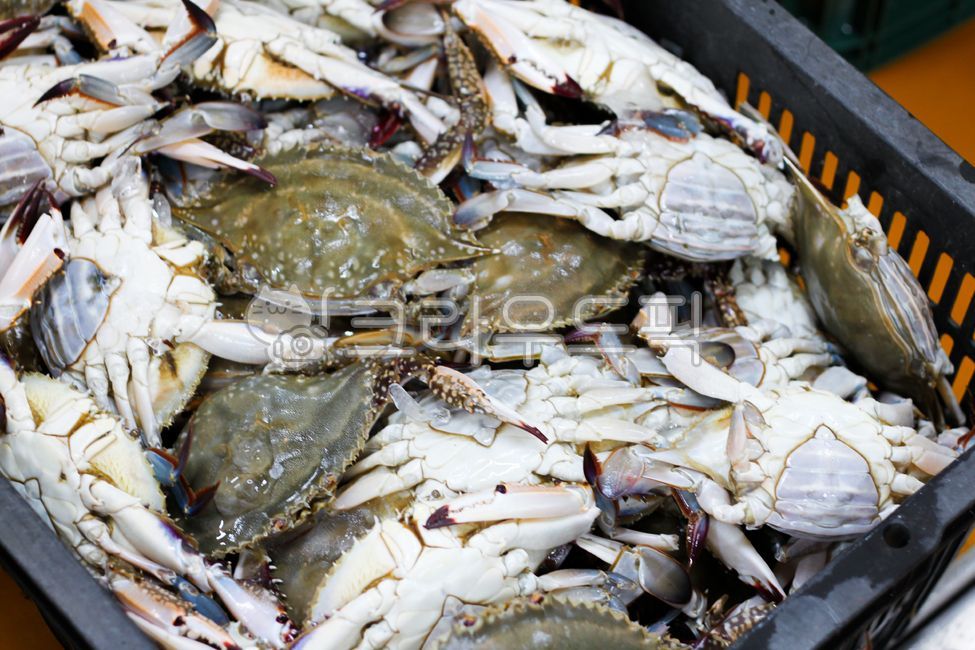 꽃게,암꽃게,수꽃게,crap,게