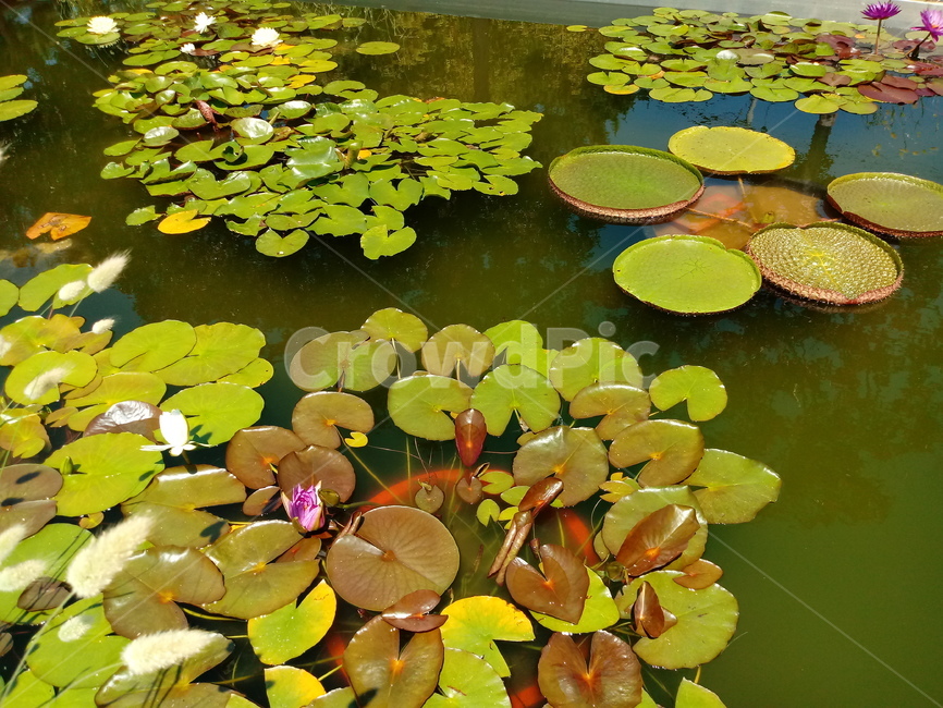 수련,다년생초본식물,수생식물,이판화,쌍자엽식물,자우련,waterlily