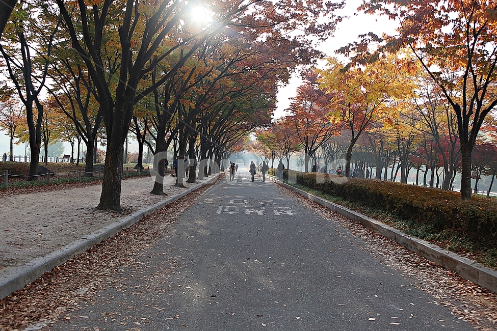 길,단풍길,조깅,사람,단풍,낙엽,산책로,로드,식물,자연,풍경,인천대공원,안개,가을,계절,fall,autumn,season,자연,풍경,nature,landscape,asphalt,아스팔트,road,도로,dirt road,흙길,gravel,자갈,tree,나무,plant