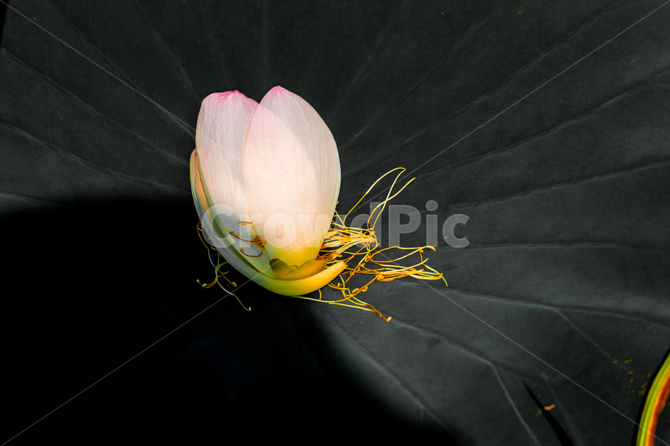 연잎,문양,무늬,꽃앞,패턴,식물,자연,plants,nature,꽃,flower