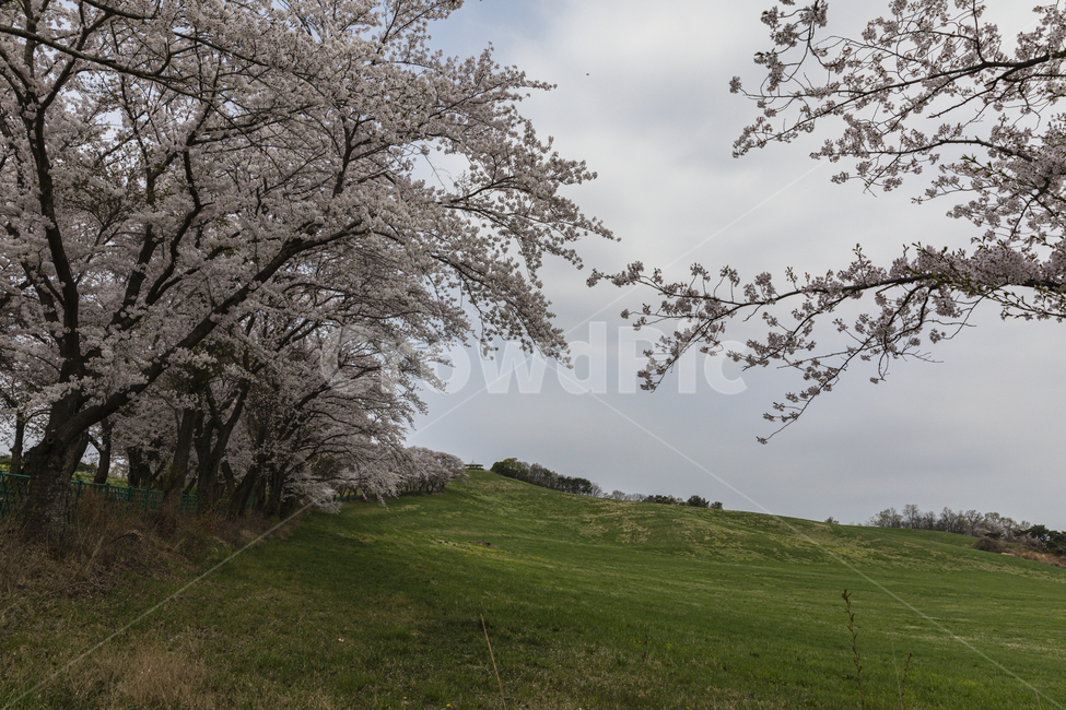 꽃,벚꽃,목장,초원,봄,landscape,spring,outdoor,background,green,flower,blossom,cherry,garden,countryside,farm,pasture,dreamlike,beautiful