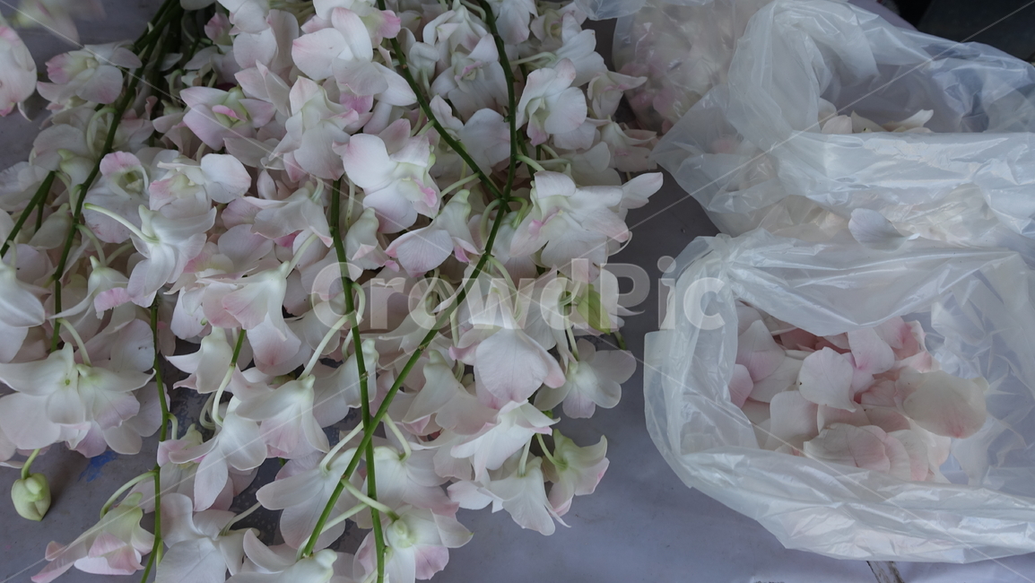 plant,식물,flower,꽃,blossom