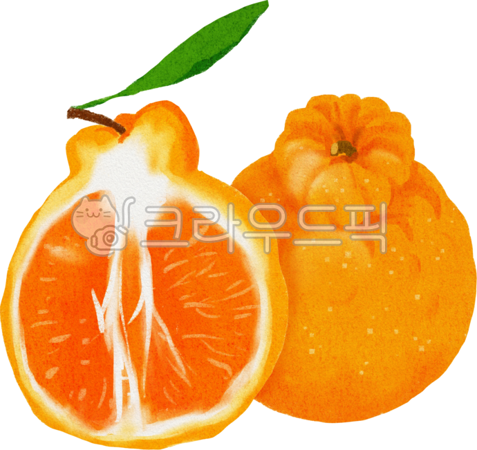 Hallabong,Hallabong fruit,Hallabong half,Jeju Hallabong,Hallabong fruit,Hallabong drawing,Hallabong illustration,Hallabong hand drawing,tangerine,tangerine,fruit,orange,orange tangerine,tangerine illustration,winter snack,winter fruit,Jeju