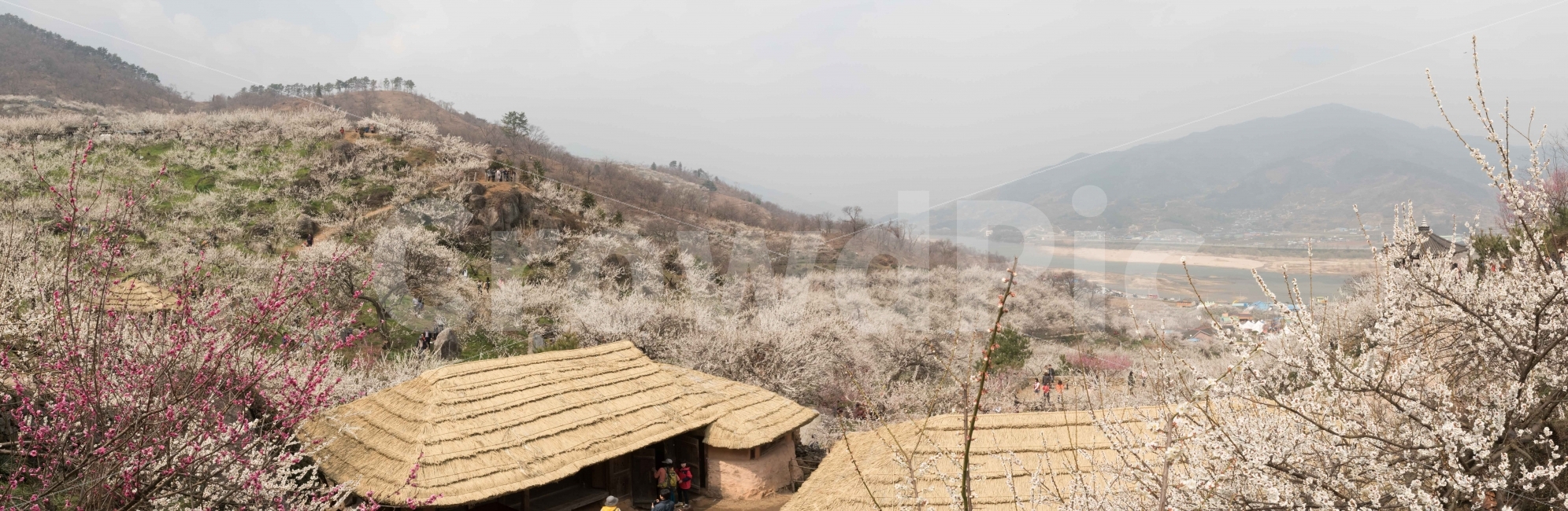 섬진강,섬진강기행,기행,남도,전라도,일상,시골,니콘,NIKON,D750,DSLR,사진,여행,정취,느낌,파스텔톤,파스텔,매화꽃,흰색,매화,청매농원,청매원,청매실농원,청매화농원,매화축제,매화꽃축제,섬진강축제,축제,매화마을,광양,전남광양,전남,새싹,봄,파노,파노라마,초가집,한국전통,한국문화,korean traditional,korean culture,자연,풍경,nature,landscape,봄,계절,spring,season,시골,마을,country,rural,town,outdoors,옥외,building,건물