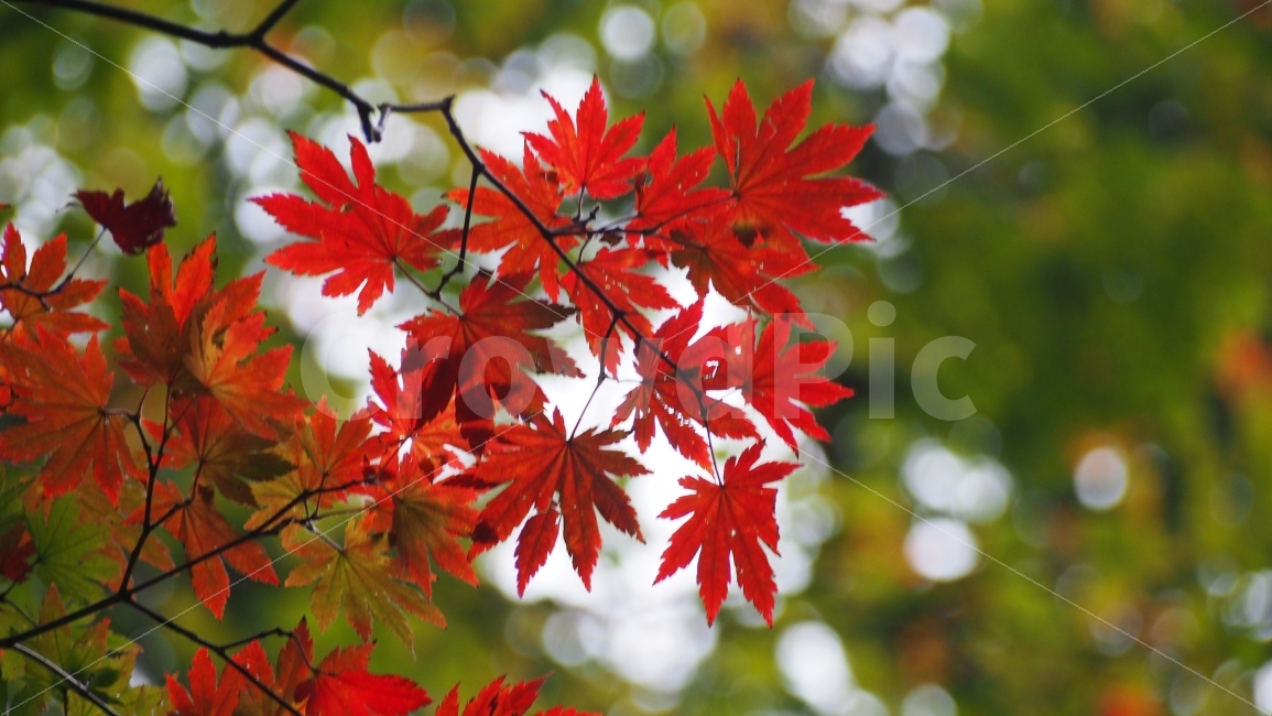 단풍,단풍잎,손,빨강,나뭇잎,가을,가을,계절,fall,autumn,season,식물,자연,plants,nature,leaf,잎,plant,tree,나무,maple
