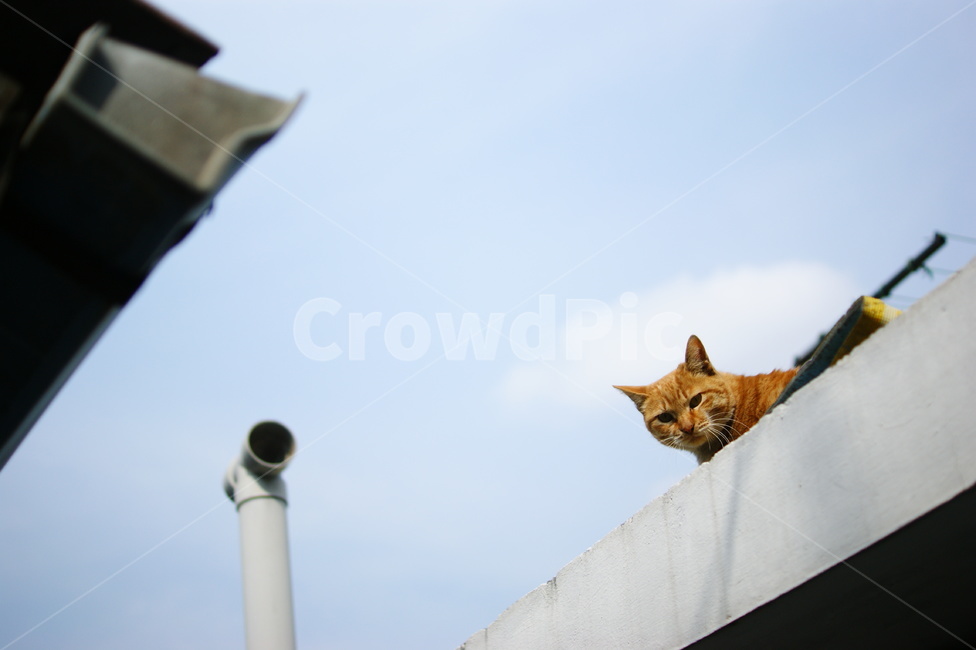 하늘,구름,굴뚝,고양이,cat,animal,동물