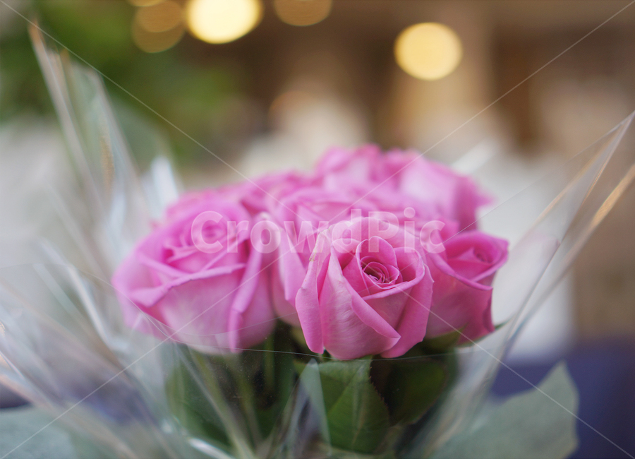 장미,꽃,식물,핑크장미,꽃다발,꽃,flower,기념일,축하,anniversary,congratulation,celebrate,celebration