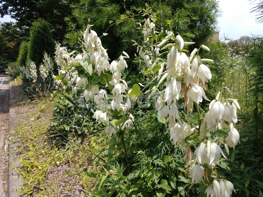 실유카,유카꽃,yucca,실유카꽃,식물,용설란과