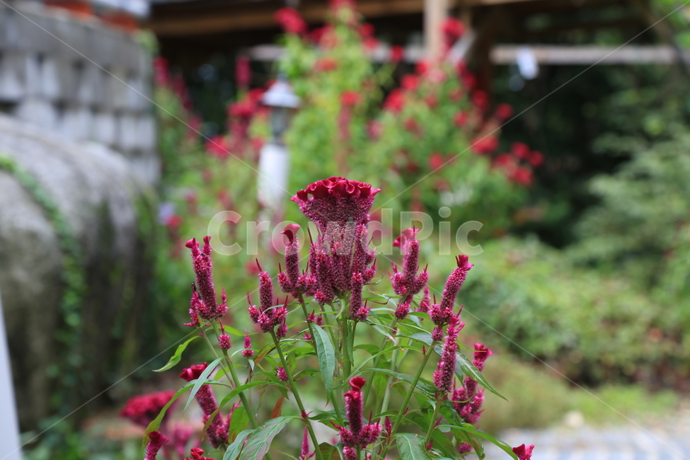 꽃,자연,식물,일상,신선,식물,자연,plants,nature,꽃,flower