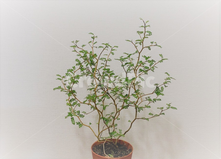 마오리소포라,소포라,화분,jar,pottedplant,pottery,tree,나무,plant,식물,vase,싱싱한,잎사귀,잎,초록,green,가드닝,인테리어,녹색,녹색식물,공간,따뜻한,따뜻함,귀여운