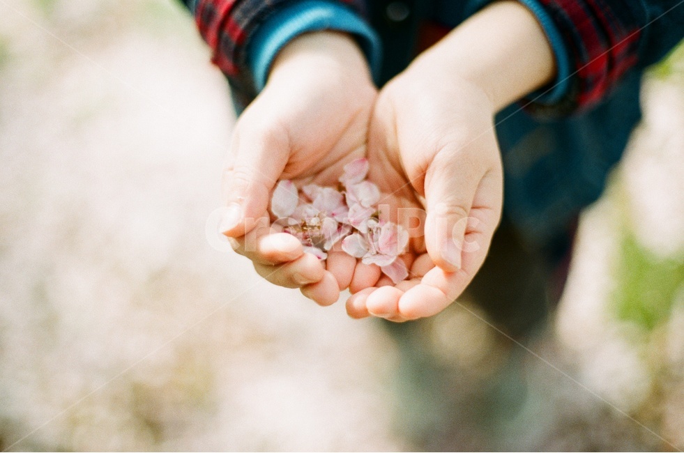 Cherry Blossom,kid,cute,spring,beautiful,film photography,petal,friend,hand,personal,sensitive,film,portrait,friends,Emotional photo,warm,cherryblossome,family,child