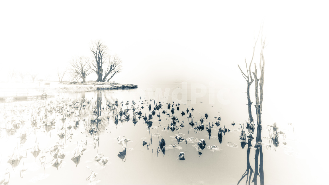 두물머리,아침,여명,호수,반영,자연,싱그러움,자연,풍경,nature,landscape,한국자연풍경,한국자연경관,korea nature landscape,흑백,모노톤,monochrome,black and white,outdoors,옥외,경치,scenery,panoramic,파노라마